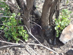 Cercocarpus betuloides betuloides