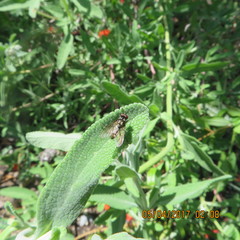 Limnophora