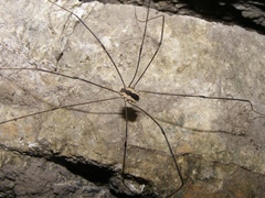 Leuronychus pacificus