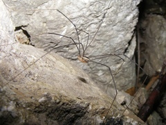 Leuronychus pacificus