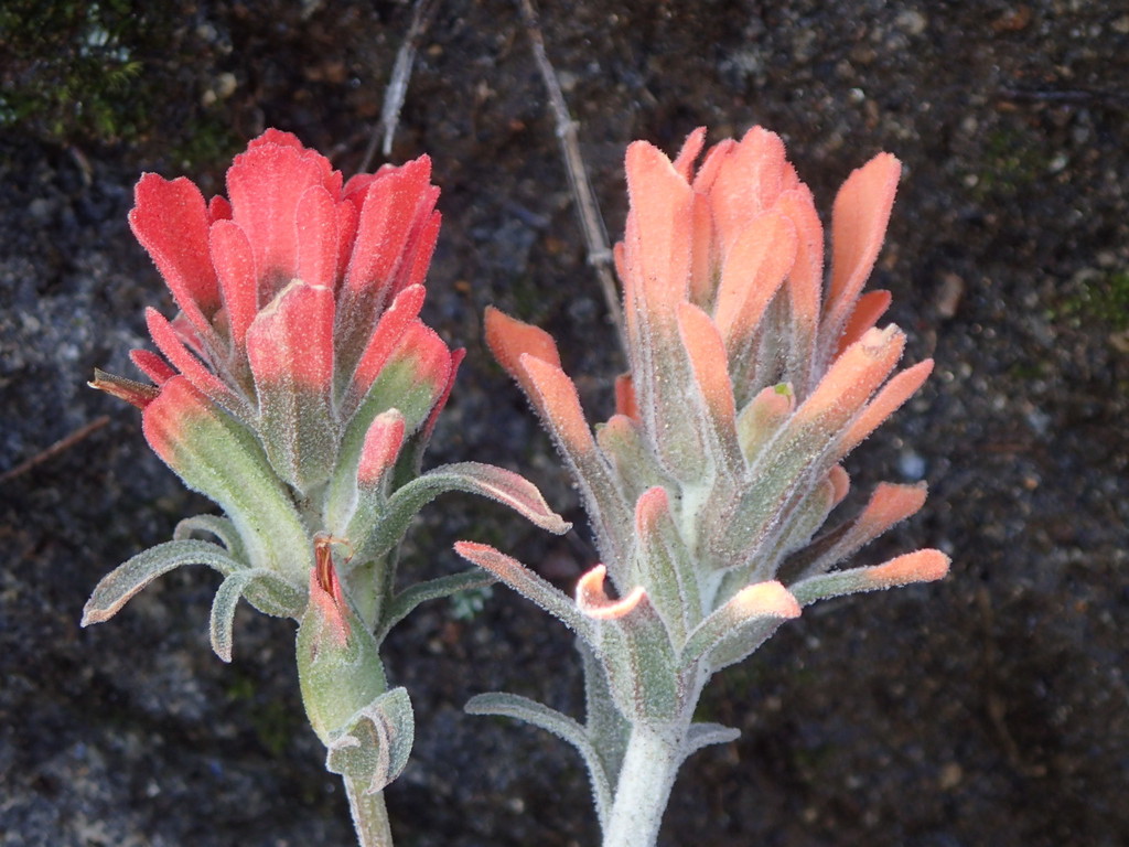 Felt Paintbrush