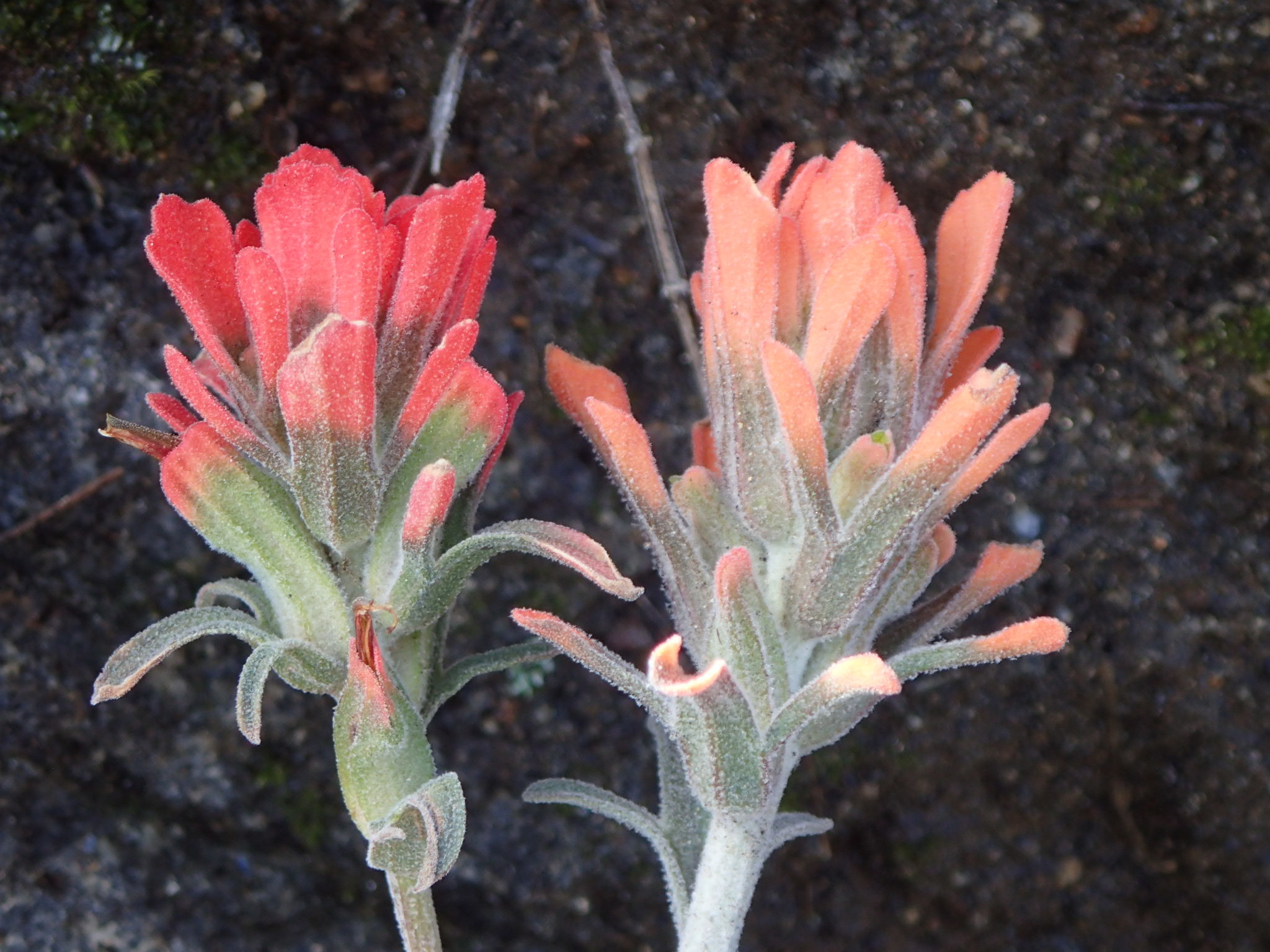 Castilleja foliolosa