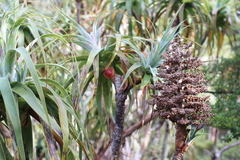 Dracophyllum traversii