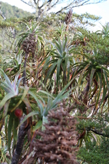 Dracophyllum traversii