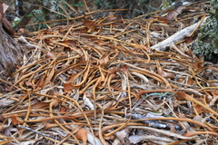 Dracophyllum traversii