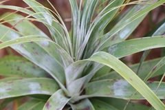Dracophyllum traversii