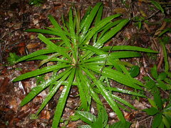 Image of Triphyophyllum peltatum