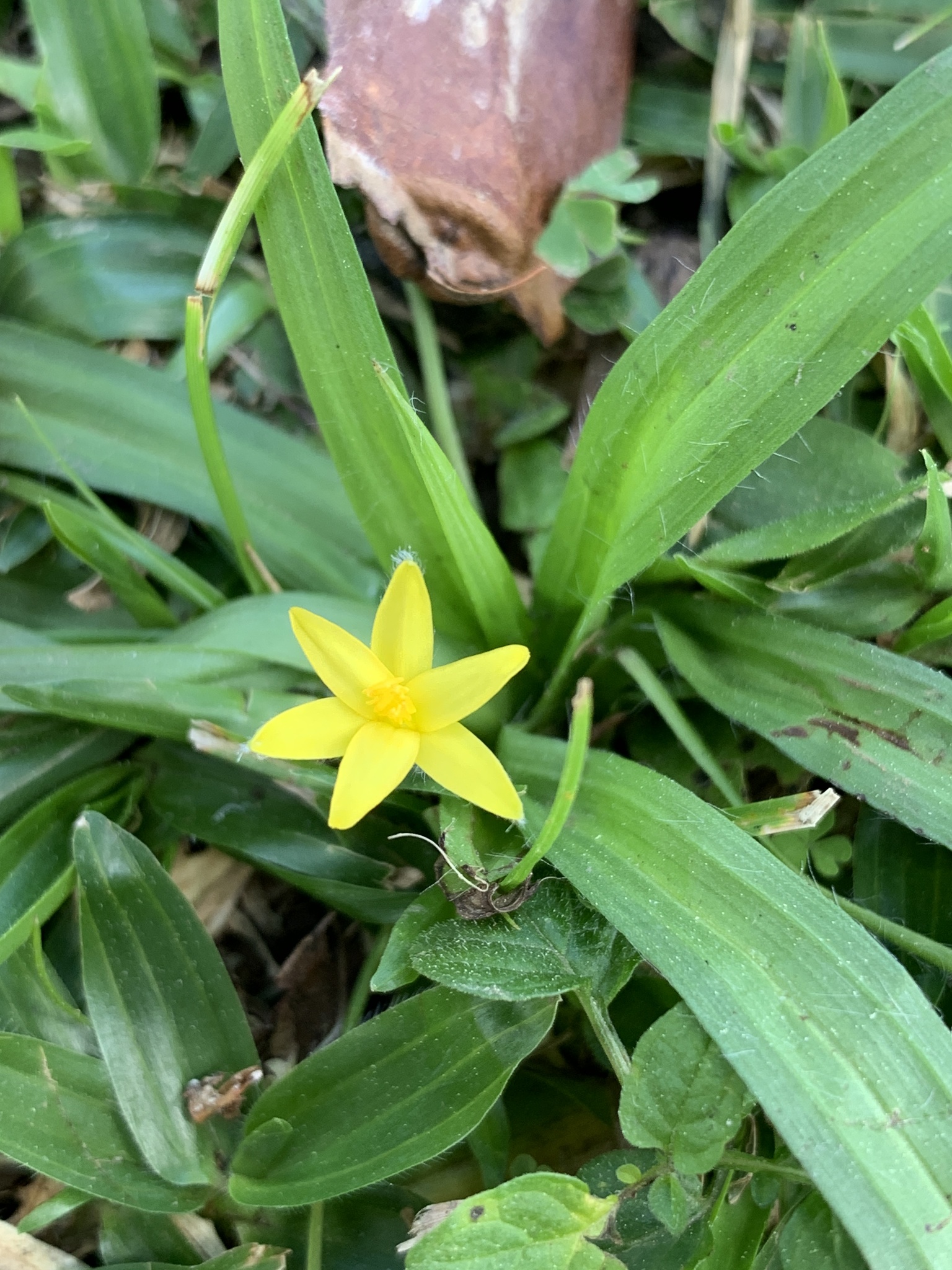Hypoxis decumbens
