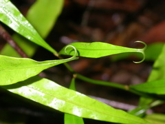 Triphyophyllum peltatum image