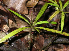 Triphyophyllum peltatum image