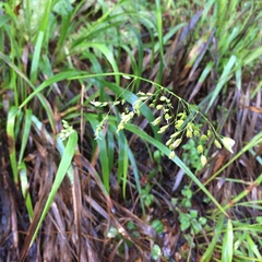 Anthoxanthum occidentale