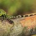 Castillon Anole - Photo (c) René Durocher, some rights reserved (CC BY-NC)
