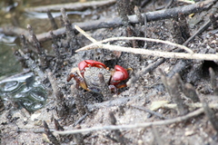 Neosarmatium fourmanoiri