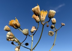 Bebbia atriplicifolia