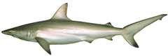 Australian Blacktip Shark photo 4