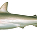 Australian Blacktip Shark - Photo (c) CSIRO National Fish Collection, some rights reserved (CC BY)