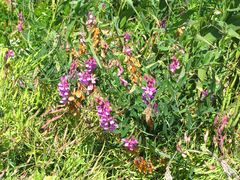 Lathyrus jepsonii