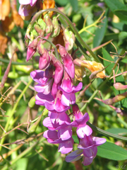 Lathyrus jepsonii