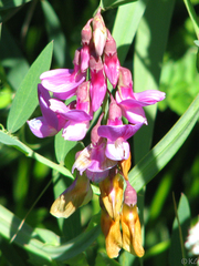 Lathyrus jepsonii