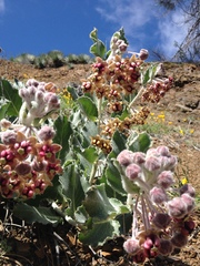 Asclepias californica californica