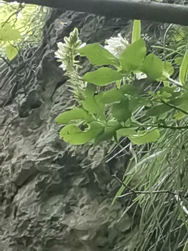 Image of Campanula thyrsoides by (c) Ljaž, some rights reserved (CC BY)