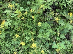 Tauschia texana