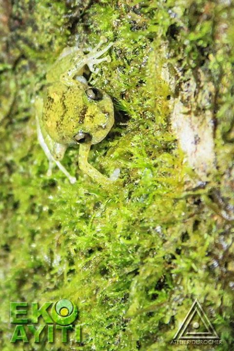 Ball Bearing Frog