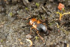 Stenolophus teutonus