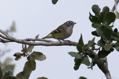 Vireo solitarius