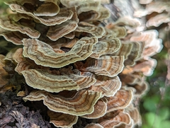Trametes versicolor image