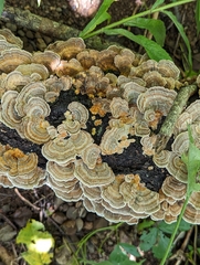 Trametes versicolor image