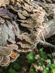 Trametes versicolor image