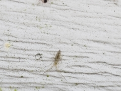 Entomobryoidea