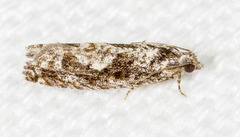 Gretchena watchungana