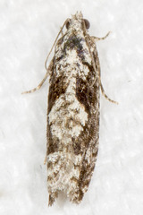 Gretchena watchungana