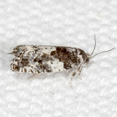 Gypsonoma adjuncta