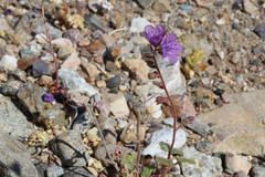 Phacelia calthifolia