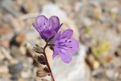 Phacelia calthifolia