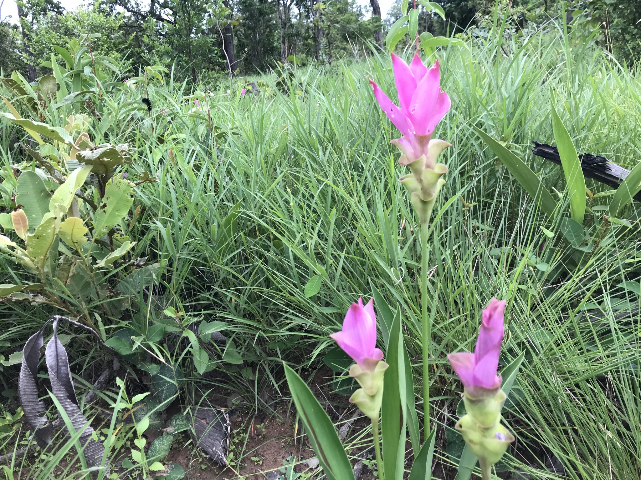 Siam Tulip (Curcuma alismatifolia)