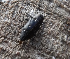 Chrysobothris megacephala