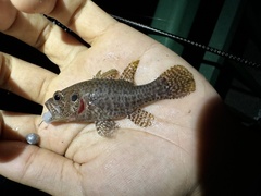 Variegated Cardinalfish photo 3