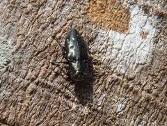 Chrysobothris megacephala