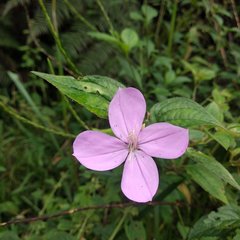 Arthrostemma ciliatum