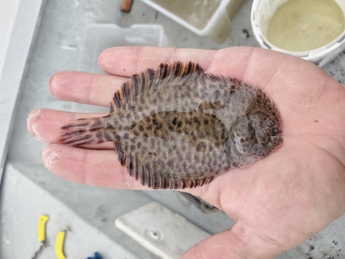 Hogchoker (Trinectes maculatus) — Achiridae — 2