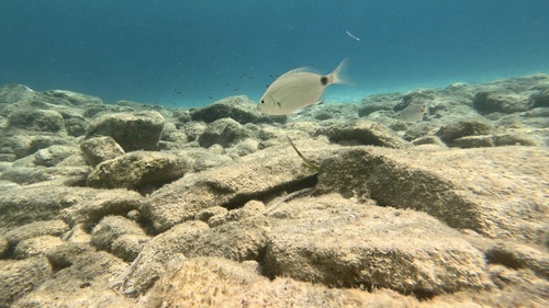 Annular Seabream, Peloponnese, Western Greece and the Ionian Islands, GR, photo 8 of 10