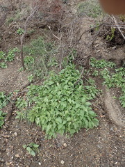 Stachys rigida rigida
