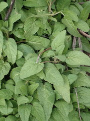 Stachys rigida rigida