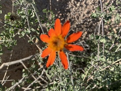 Adenophyllum speciosum