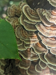 Trametes versicolor image