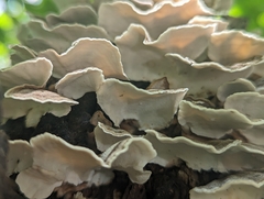 Trametes versicolor image